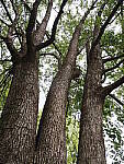 Click to see Y-WB-12_45MM-P3300147.JPG