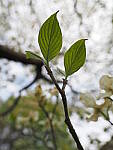 Click to see Y-WB-12_45MM-P3300156.JPG