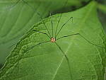 Click to see Y-WB-8_25MM-P6020082.JPG