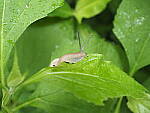 Click to see Y-WB-8_25MM-P6020097.JPG