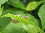 Click to see Y-WB-8_25MM-P6020107.JPG