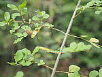 Click to see Y-WB-8_25MM-P6020115.JPG