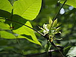 Click to see Y-WB-8_25MM-P6020194.JPG