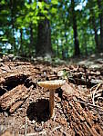 Click to see Y-WB-8_25MM-P6030203.JPG