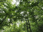 Click to see Y-WB-8_25MM-P6060058.JPG