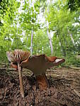 Click to see Y-WB-8_25MM-P6060186.JPG