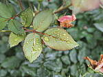Click to see Y-WB-8_25MM-P6070340.JPG