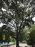 Click to see Y-WB-8_25MM-P6070344.JPG