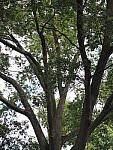 Click to see Y-WB-8_25MM-P6070345.JPG