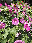 Click to see Y-WB-8_25MM-P6070348.JPG