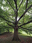 Click to see Y-WB-8_25MM-P6070365.JPG