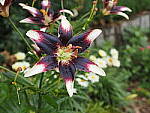 Click to see Y-WB-8_25MM-P6070422.JPG