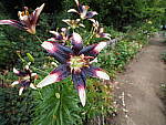 Click to see Y-WB-8_25MM-P6070426.JPG