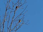 Click to see Y-WB-FT-P2293063.JPG