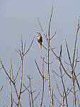 Click to see Y-WB-FT-P3113162.JPG