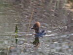 Click to see Y-WB-FT-P3113265.JPG