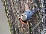 Click to see Y-WB-FT-P3113335-NoiseFilterOFF.jpg