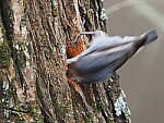 Click to see Y-WB-FT-P3113549.JPG