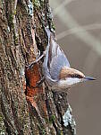 Click to see Y-WB-FT-P3113599.JPG