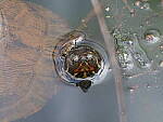 Click to see Y-WB-FT-P3113648.JPG