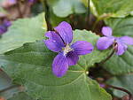 Click to see Y-WB-FT-P3120003.JPG
