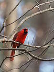 Click to see Y-WB-FT-P3120021.JPG