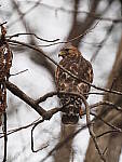 Click to see Y-WB-FT-P3120064.JPG
