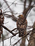Click to see Y-WB-FT-P3120085.JPG