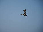 Click to see Y-WB-P2060093.JPG