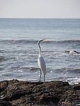 Click to see Y-WB-P2060121.JPG