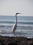 Click to see Y-WB-P2060141.JPG