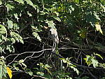 Click to see Y-WB-P2060561.JPG