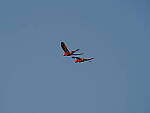 Click to see Y-WB-P2060969.JPG