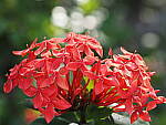 Click to see Y-WB-P2071821.JPG
