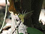 Click to see Y-WB-P2071855.JPG