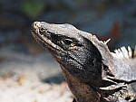 Click to see Y-WB-P2072215.JPG