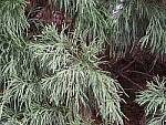 Click to see Y-em1iii-P3160168-ISO6400-NoiseFilterLOW.jpg