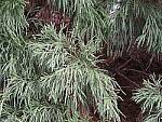 Click to see Y-em1iii-P3160168-ISO6400-NoiseFilterSTANDARD.jpg