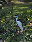 Click to see Y-300MM-A045.JPG
