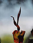 Click to see Y-300MM-A141.JPG