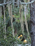 Click to see Y-300MM-A156-EDIT.JPG