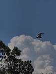 Click to see Y-300MM-A180.JPG