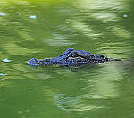 Click to see Y-300MM-A359-EDIT.JPG