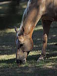 Click to see Y-300MM-A452.JPG