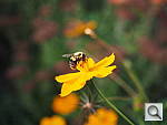 Click to see YPA050282.JPG