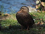 Click to see YPA100007-40_150Pro.JPG