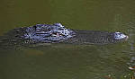 Click to see YF10065-EDIT.JPG