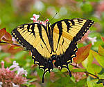 Click to see YG10269-EDIT.JPG