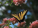 Click to see YG10287.JPG