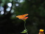 Click to see YG10306.JPG